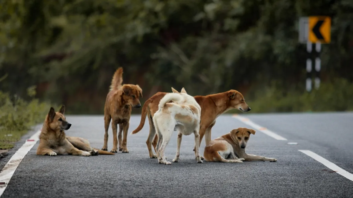 आवारा कुत्तों को लेकर सुप्रीम कोर्ट का बड़ा आदेश- India TV Hindi