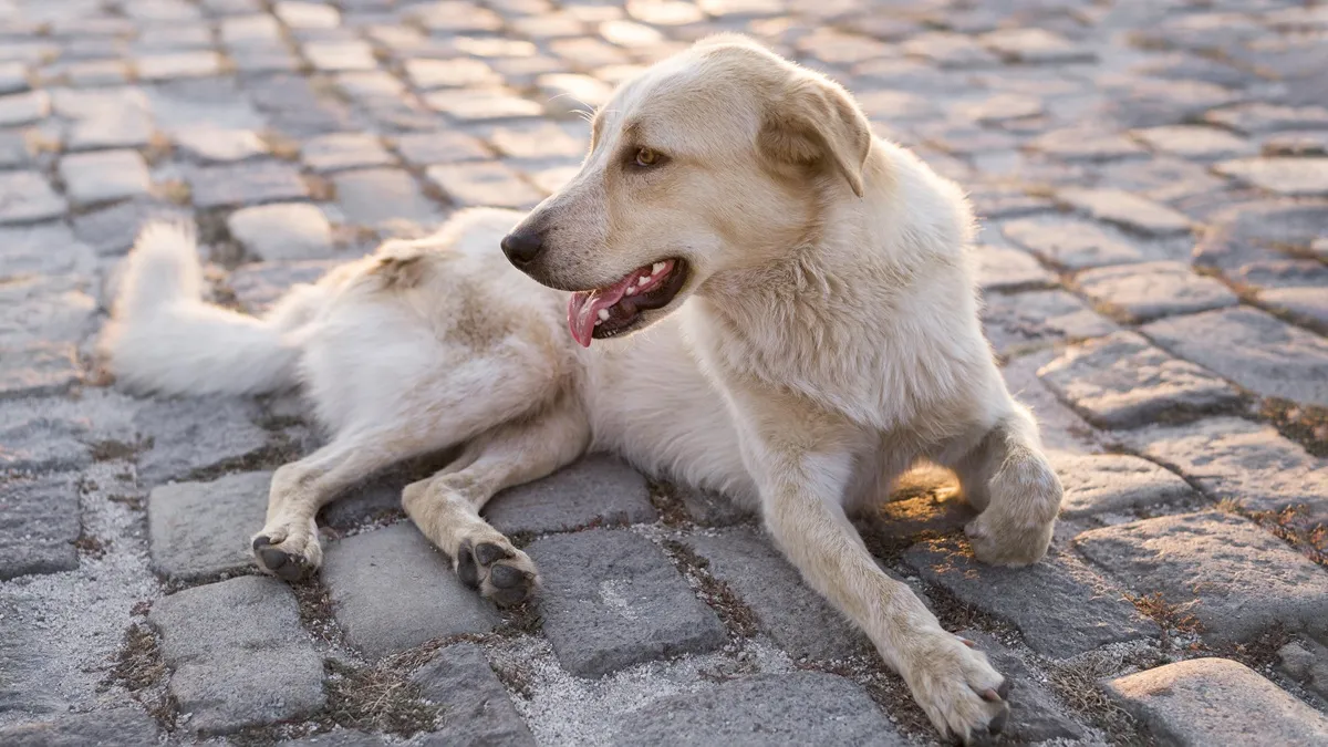 Dog seen with head of infant - India TV Hindi