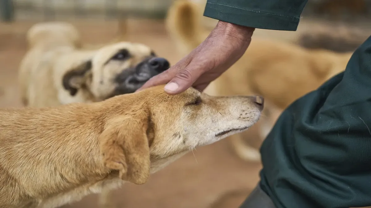 Dogs And Human- India TV Hindi