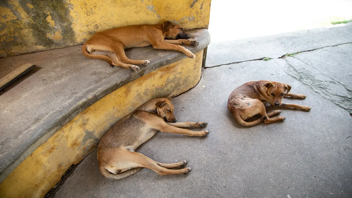 stray dogs- India TV Hindi