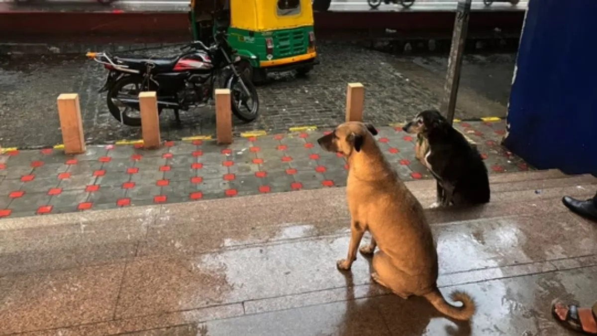 Supreme court decision on street dogs- India TV Hindi