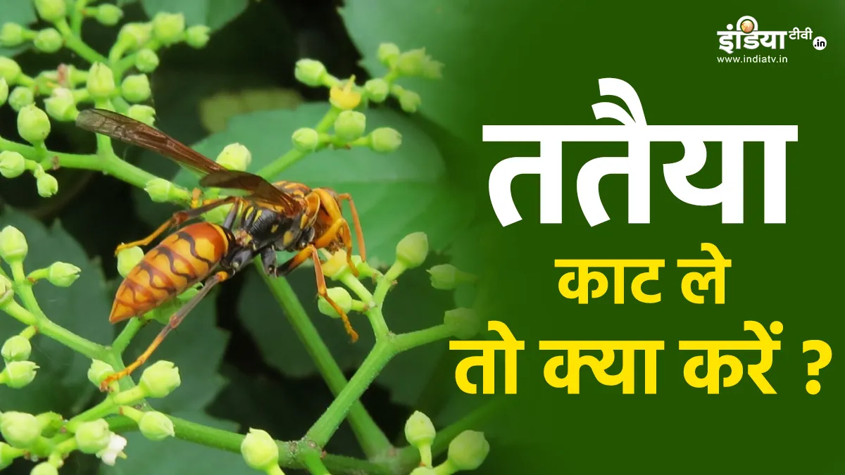 What to do after stinging the wasp?