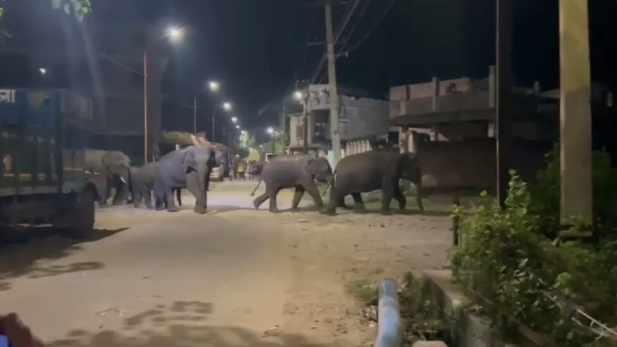 रातभर शहर में घूमते रहे हाथी- India TV Hindi