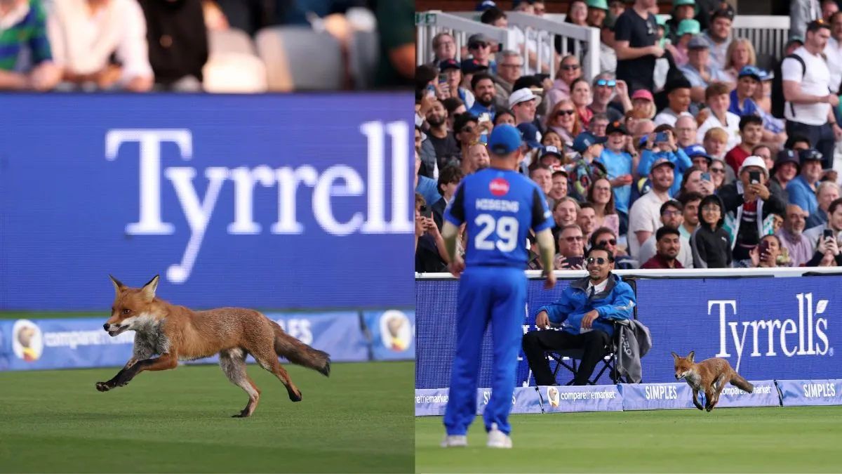 Fox On the ground during the hundred Match- India TV Hindi