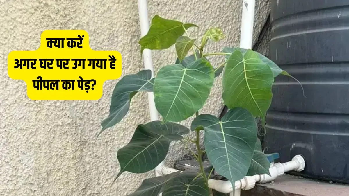 vastu- India TV Hindi