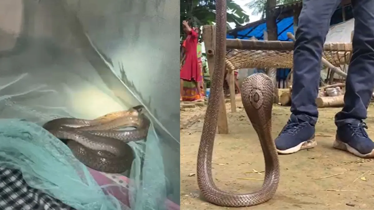 snake- India TV Hindi