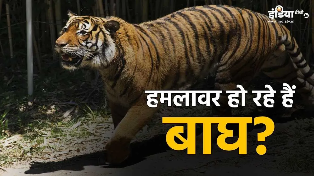 Tigers in India