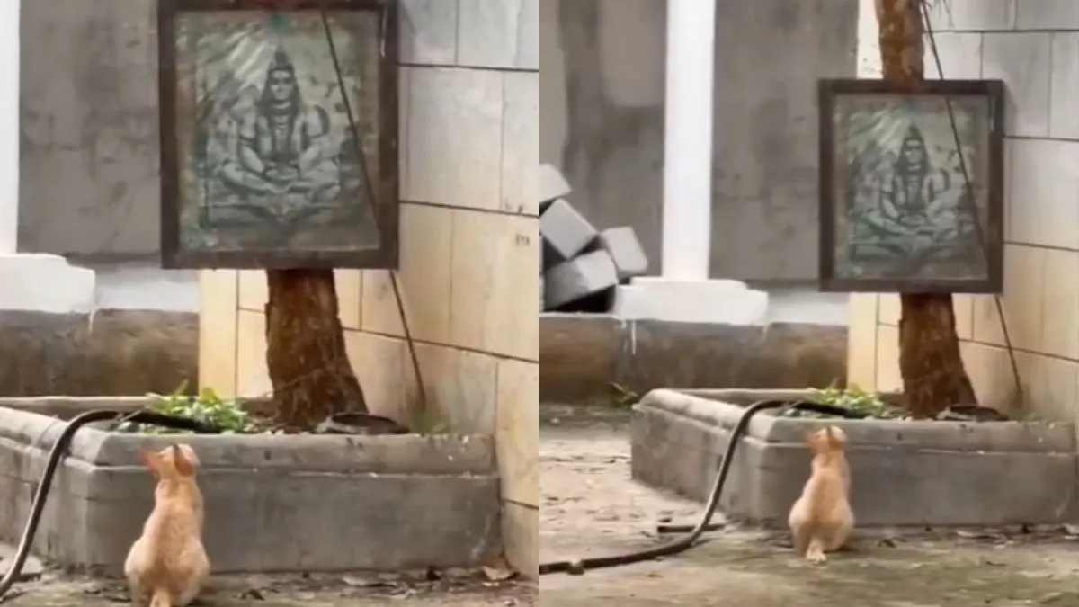 भगवान शिव के सामने बैठी बिल्ली- India TV Hindi