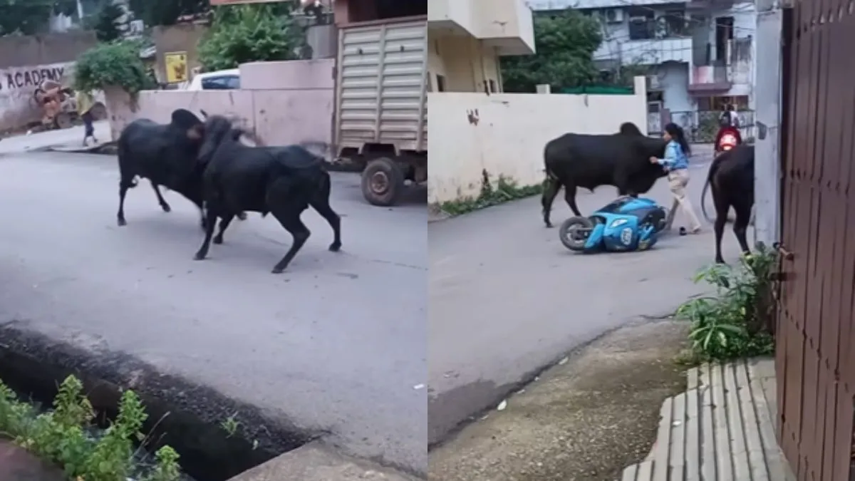 दो सांडों की लड़ाई में फंसी लड़की