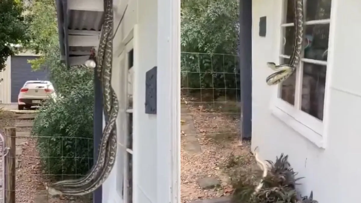 घर की छत से लटकता दिखा नाग-नागिन का जोड़ा- India TV Hindi