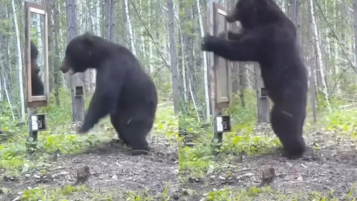 खुद को आईने में देखता भालू- India TV Hindi