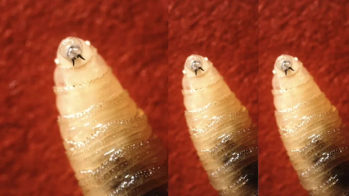 स्क्रूवॉर्म। - India TV Hindi