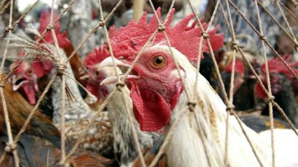 UP RAMPUR BIRD FLU- India TV Hindi
