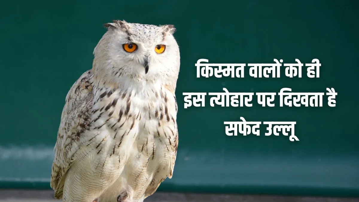 safed ullu- India TV Hindi