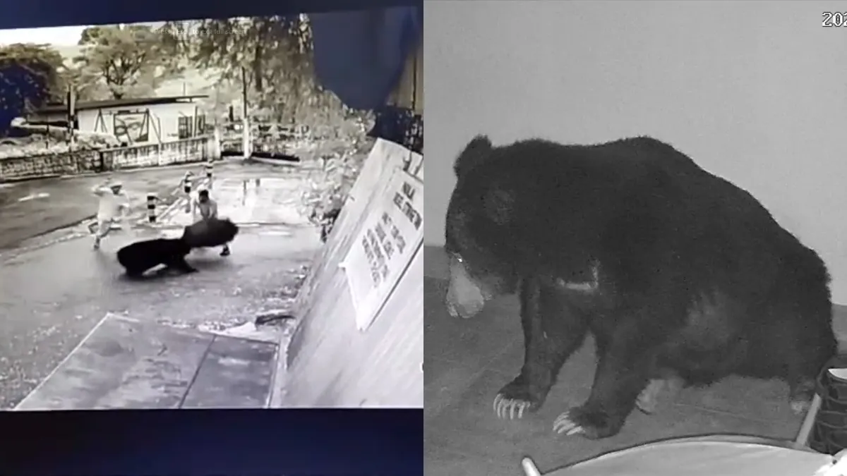 Bear attack- India TV Hindi