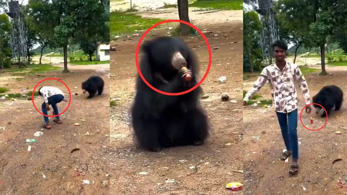 bear- India TV Hindi