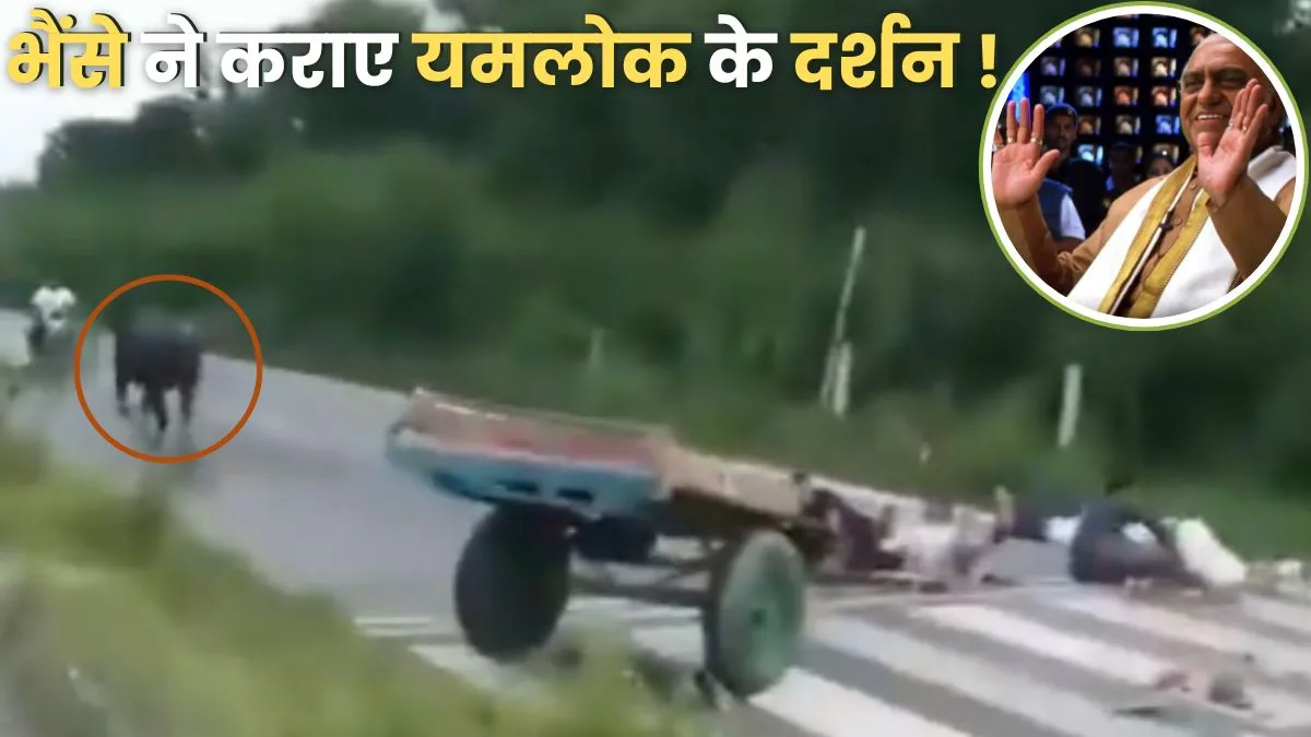 buffalo viral video, buffalo funny video, buffalo attack video, buffalo hits with divider, viral vid- India TV Hindi