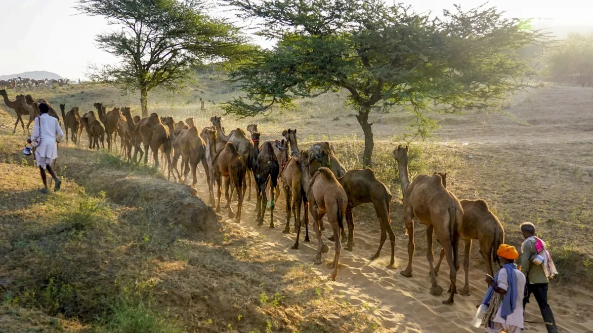 Camel- India TV Hindi