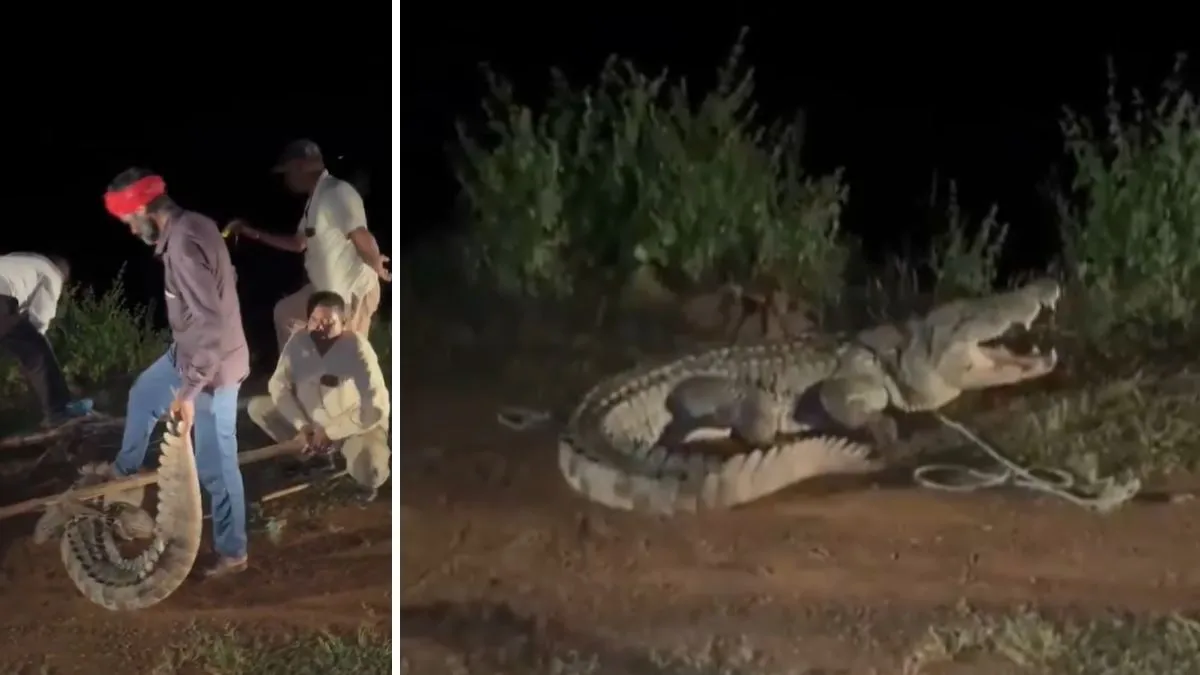 10 फीट लंबा मगरमच्छ...- India TV Hindi