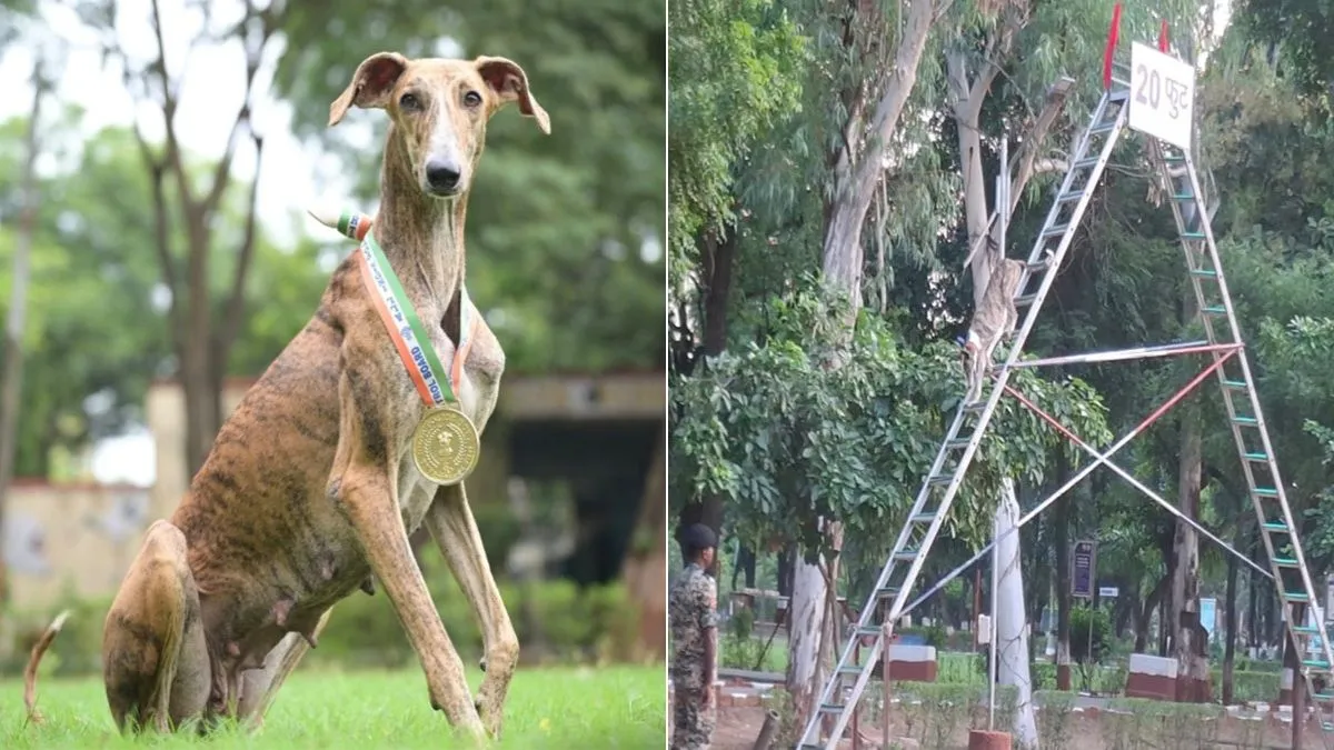 indian breed dogs- India TV Hindi