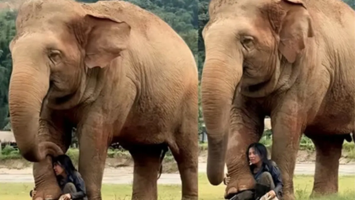 Elephant Cute Video, Elephant Video, Elephant Funny Video, Viral Video- India TV Hindi