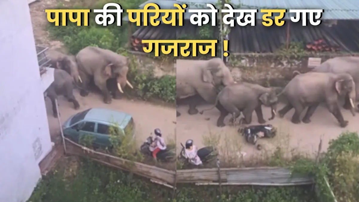 Aaj Ka Trending Video, Today Viral Video, Elephant Viral Video, Elephant Video Viral, Elephant Funny- India TV Hindi