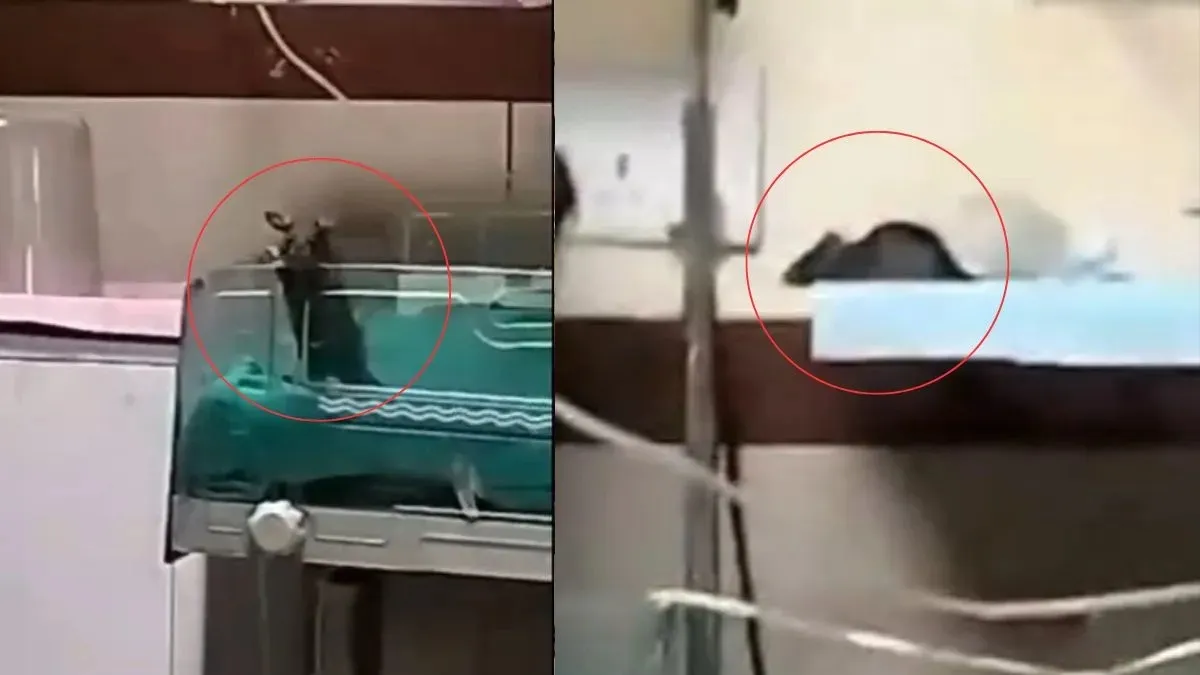 印多爾·蘭(Indore Rat)新生嬰兒 - 印度電視印地語
