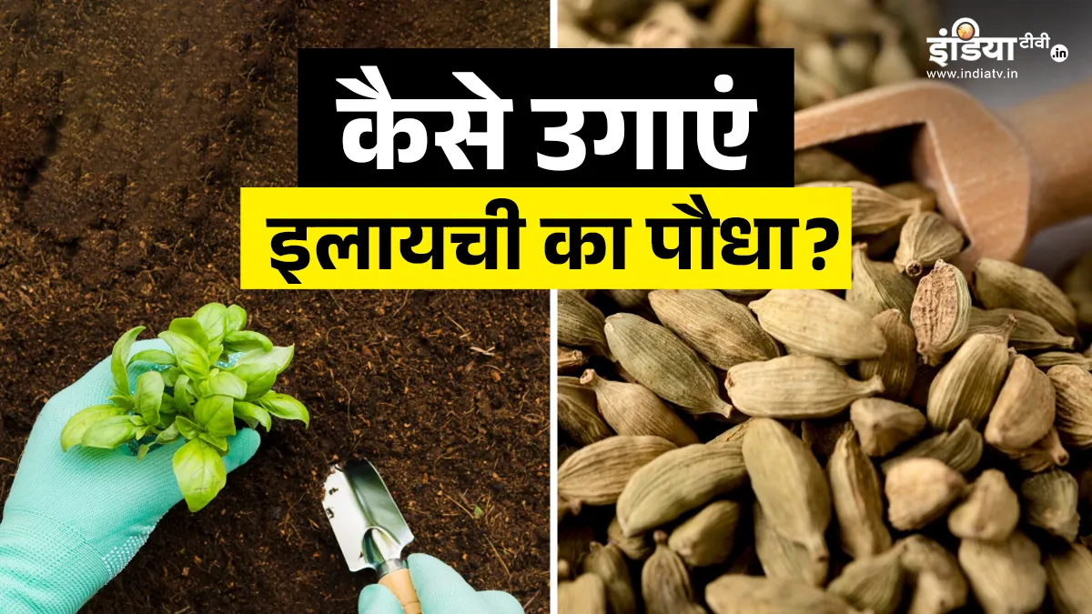 इलायची का पौधा- India TV Hindi
