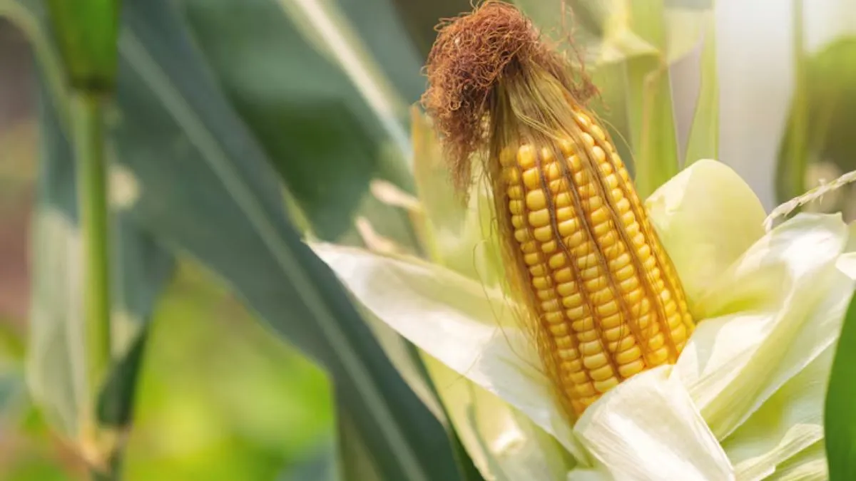 shree anna, millets, procurement of shree anna, procurement of millets, jowar, bajra, maize, broomco- India TV Paisa