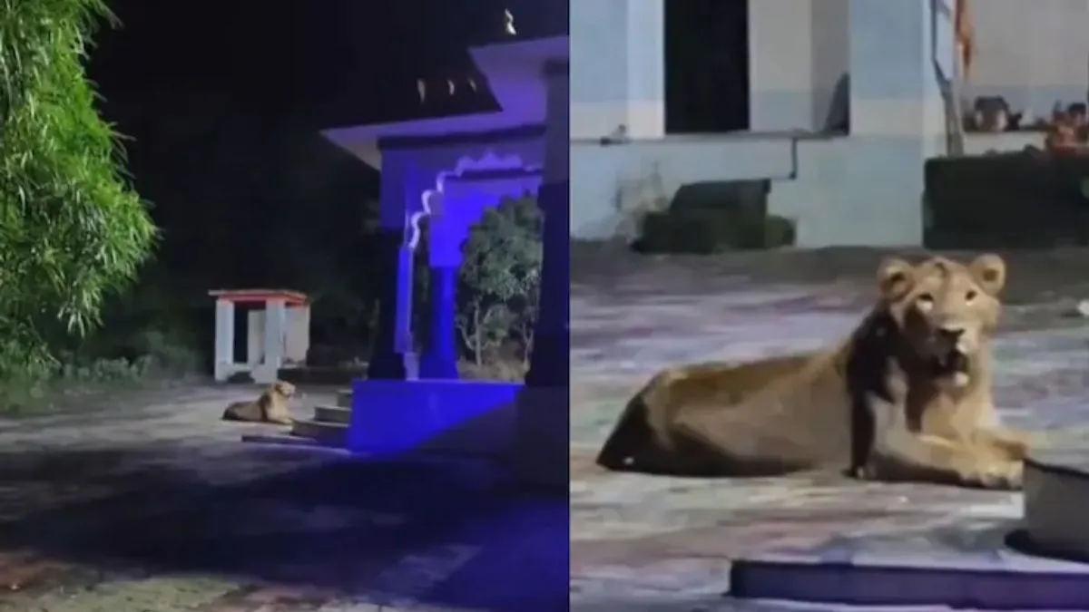 lioness protect hindu temple- India TV Hindi