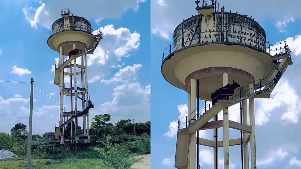 bull on water tank- India TV Hindi