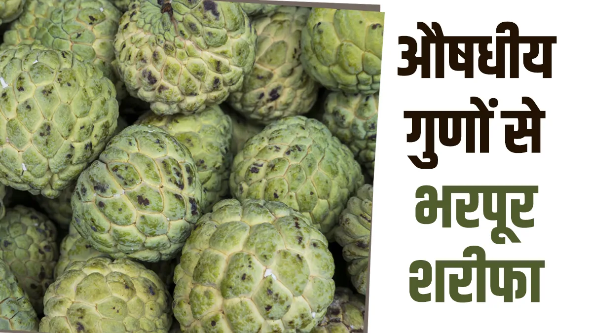 शरीफा में पाए जाने वाले तत्व- India TV Hindi