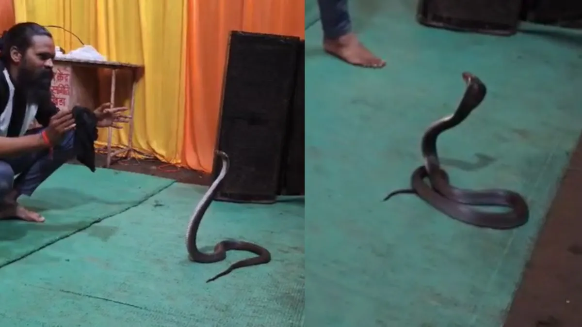 King Cobra snake- India TV Hindi