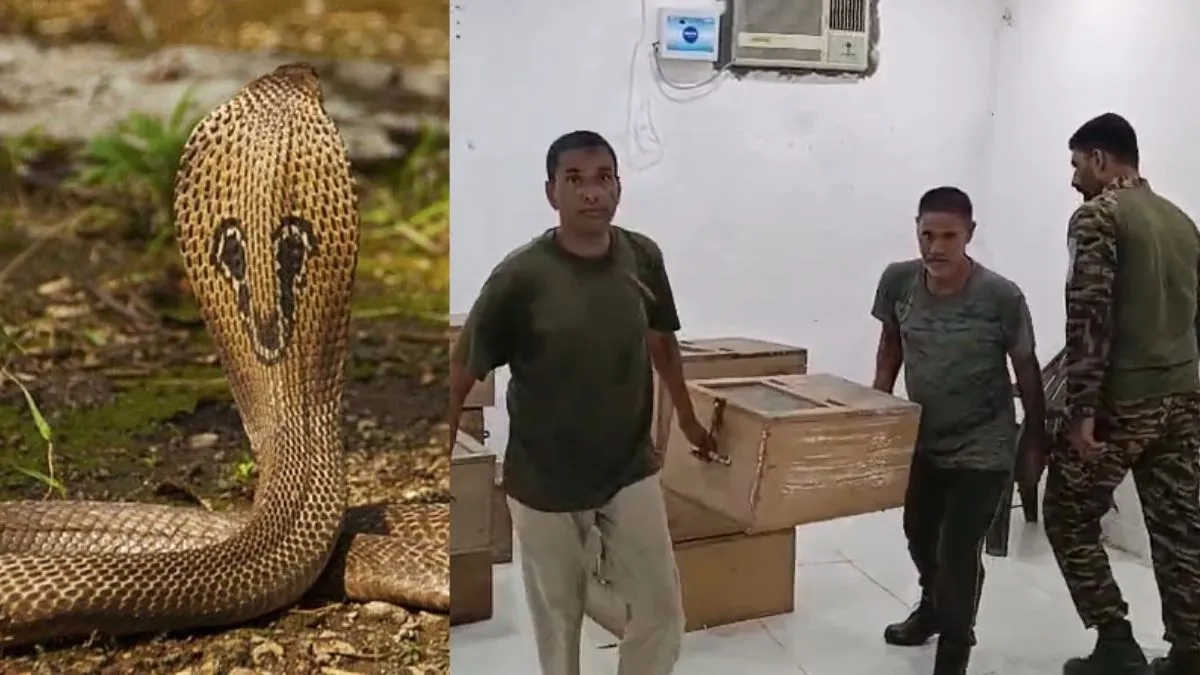 Illegal trade of snake venom- India TV Hindi