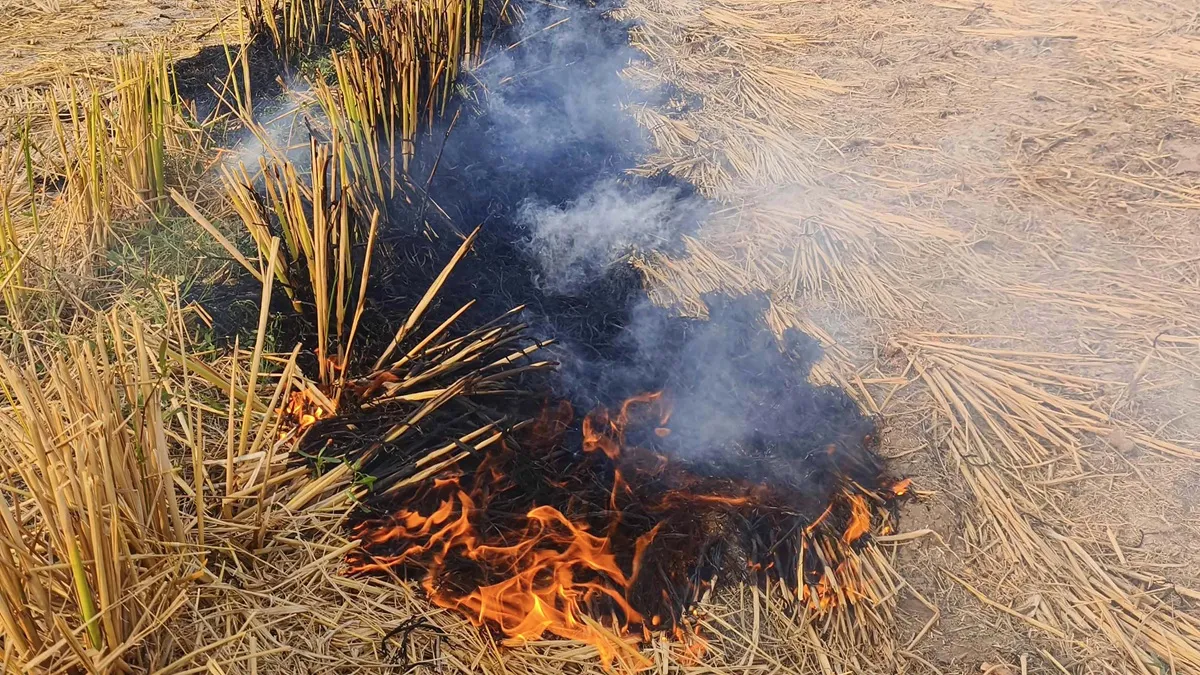punjab stubble burning- India TV Hindi