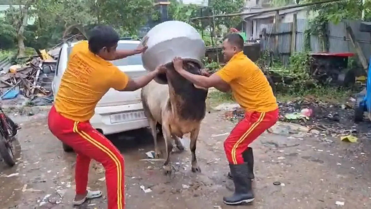 हंडी में फंस गया सांड का सिर।- India TV Hindi