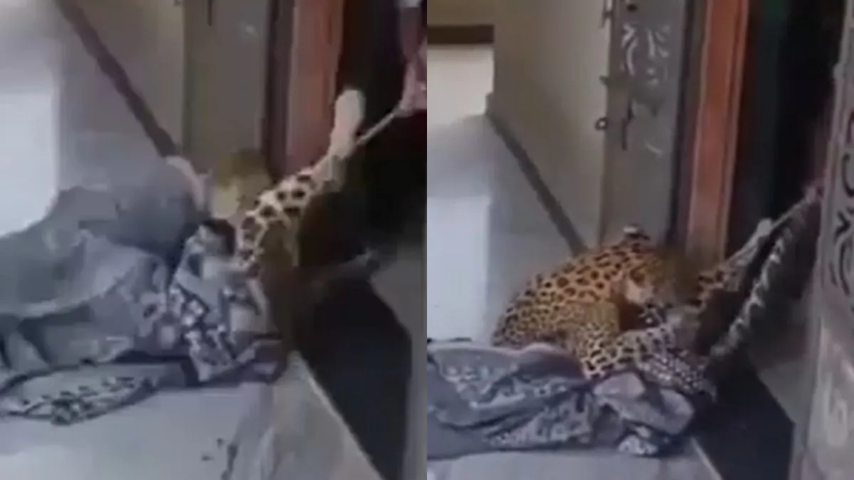 वायरल वीडियो का स्क्रिनशॉट- India TV Hindi