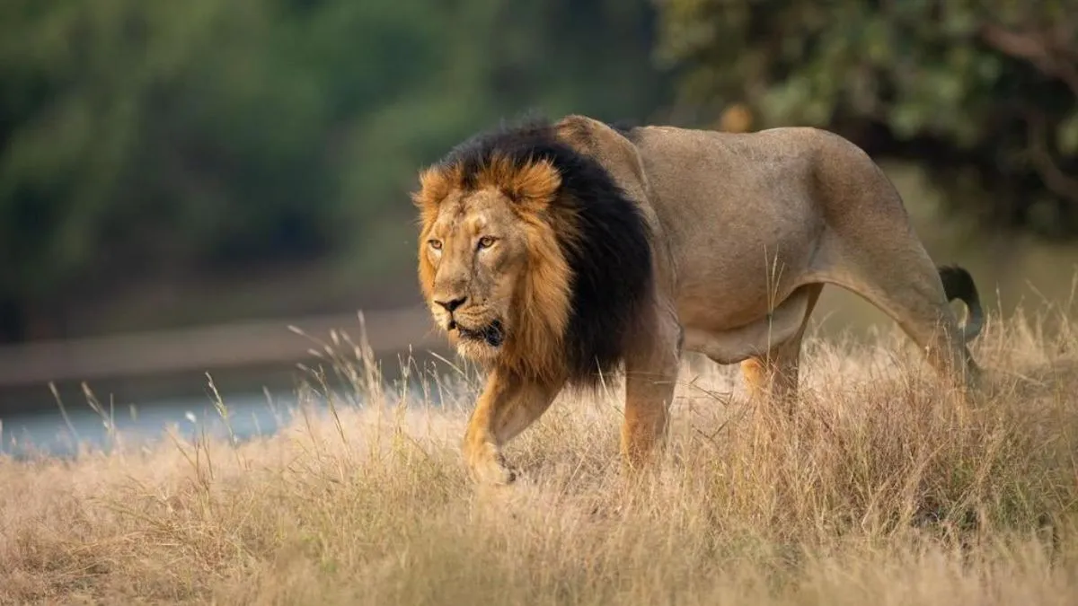 Lion- India TV Hindi