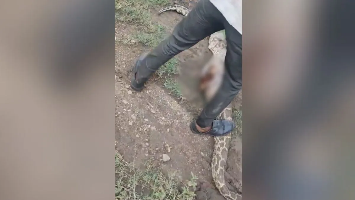 बकरी निगल गया था अजगर- India TV Hindi