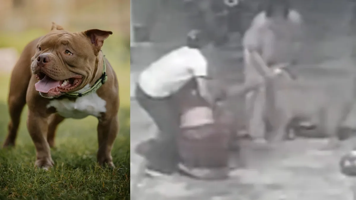 UP JHANSHI PITBULL DOG ATTACK- India TV Hindi