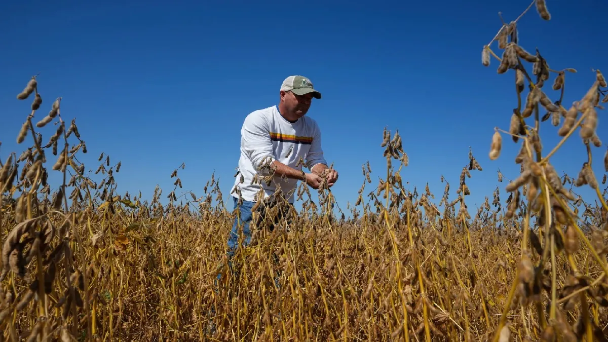 America Soybean Farmers- India TV Hindi