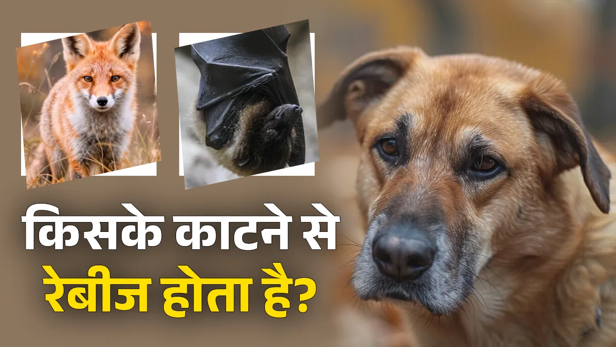 विश्व रेबीज दिवस- India TV Hindi