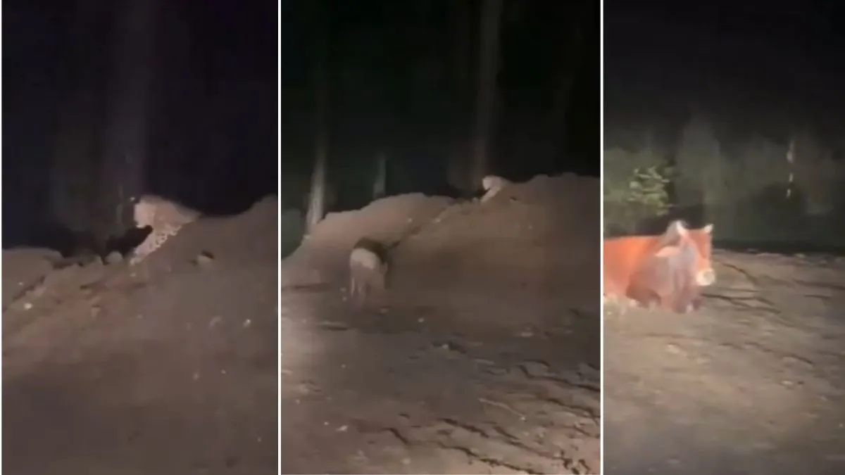 wildlife photography, wild animals, leopard viral video, cow video, pig video, viral video, viral ne- India TV Hindi