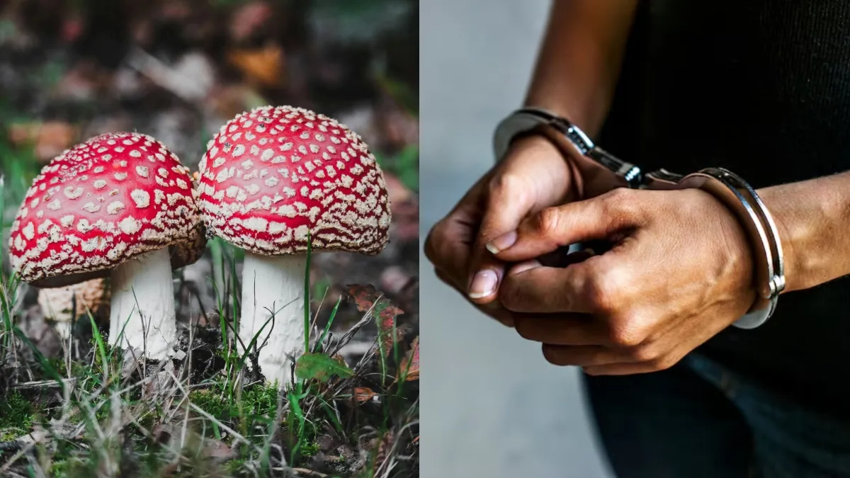 Wife POISONOUS mushrooms husband relatives- India TV Hindi