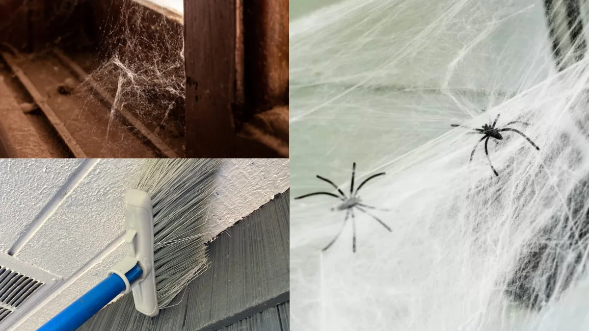 मकड़ी का जाला कैसे हटाएं- India TV Hindi
