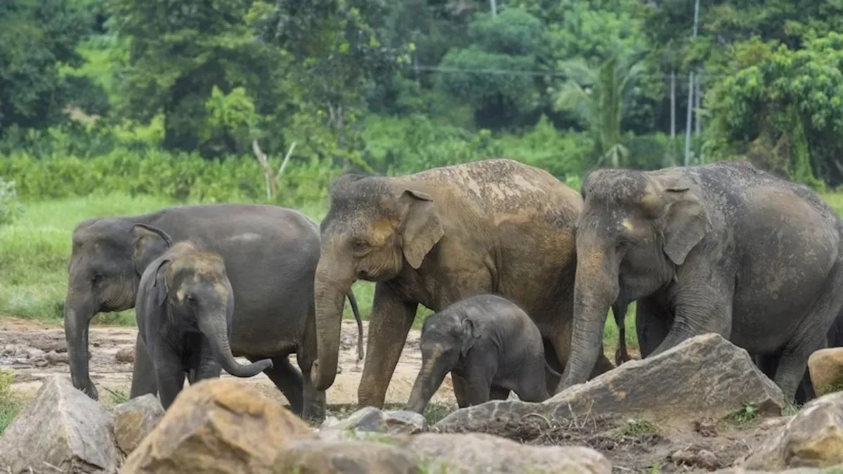 प्रतीकात्मक फोटो- India TV Hindi