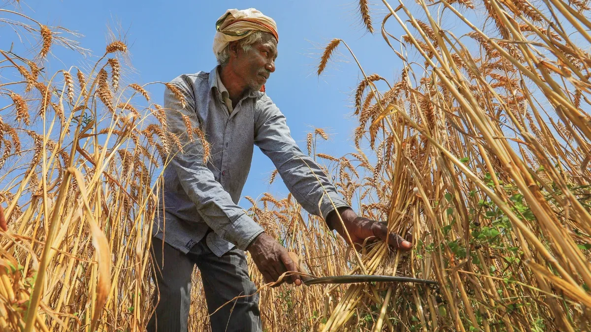 Wheat MSP, farmer, indian farmer,- India TV Paisa