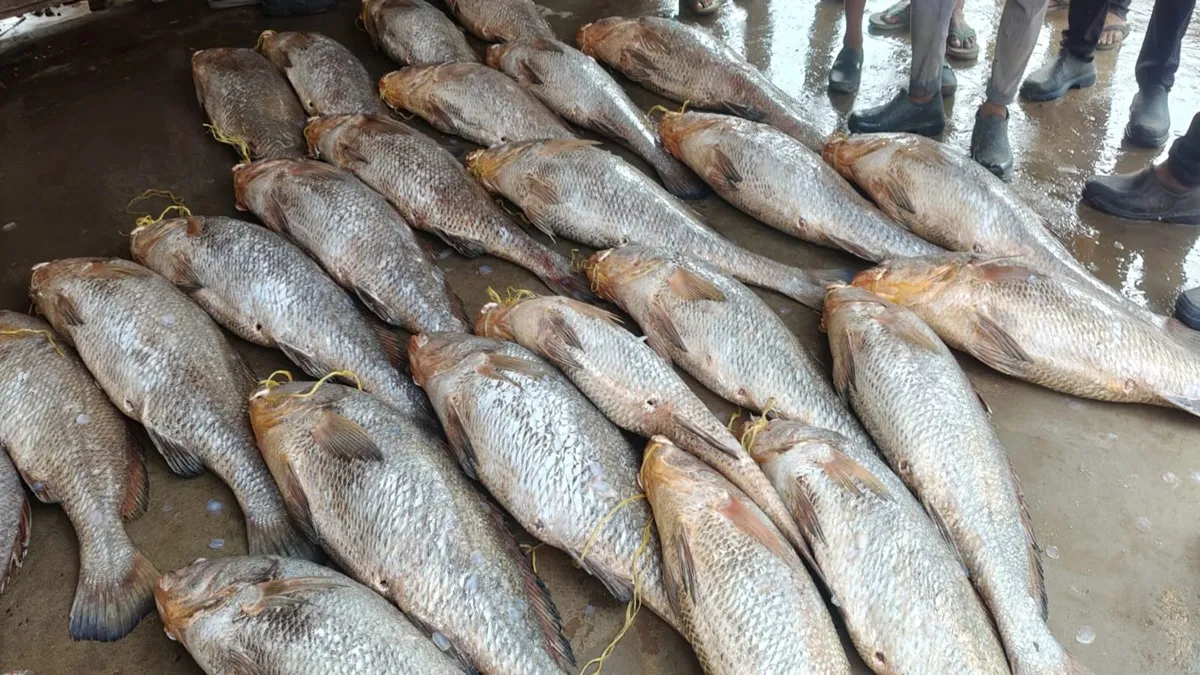 fish- India TV Hindi