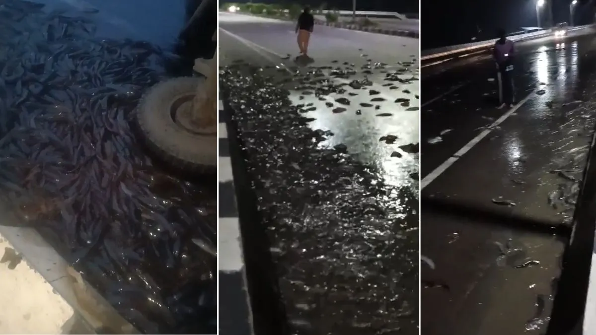 Kanpur fish video, thousand of fishes on Kanpur streets, Kanpur news in hindi, viral video, viral ne- India TV Hindi