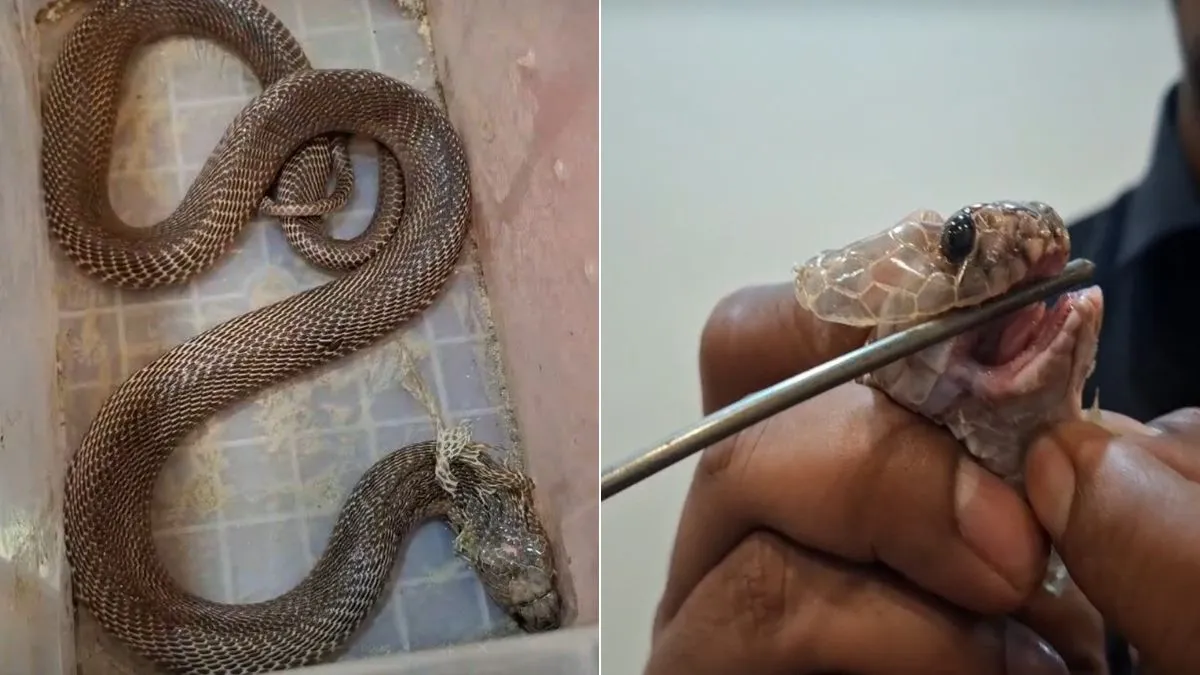 snake- India TV Hindi